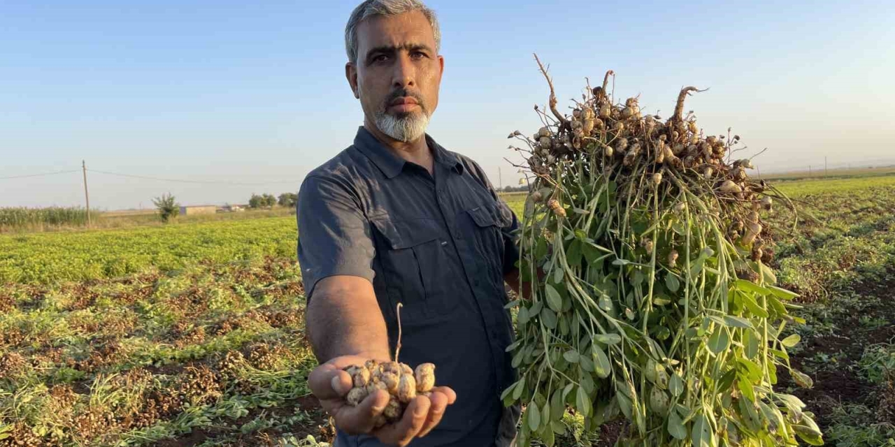 Şanlıurfa’da Pamuk Yerini Yer Fıstığına Bırakıyor