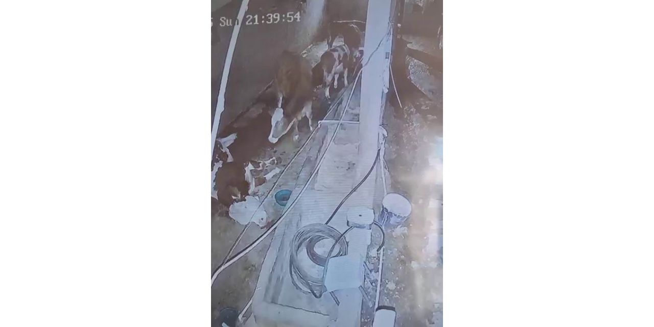 Diyarbakır’da Yıldırım Hayvan Çiftliğine İsabet Etti: 3 İnek Telef Oldu