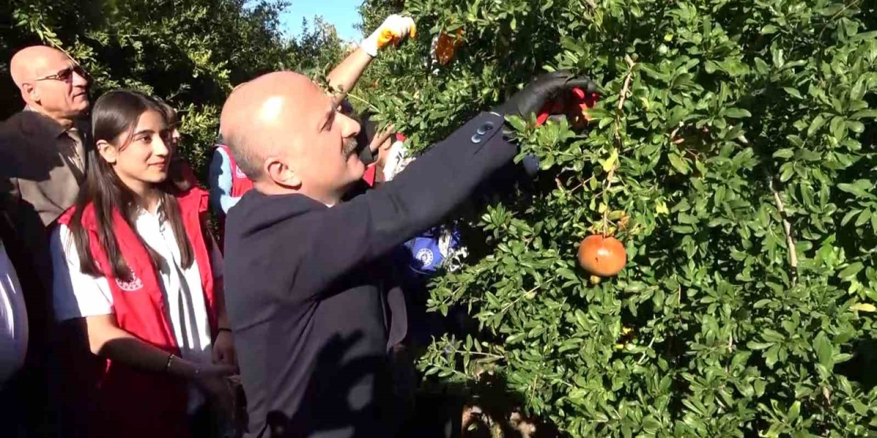 9 Ülkeye İhraç Edilen Narın Hasadı Başladı