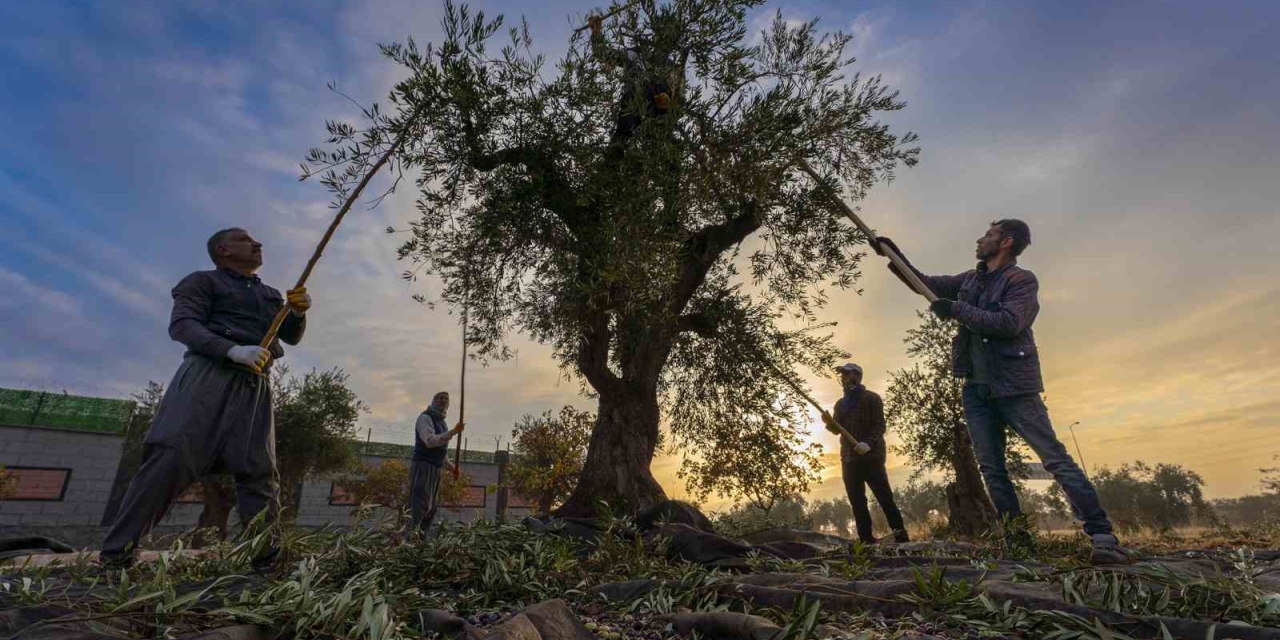 Gaziantep Ve Bölgede Zeytin Hasadı Başladı