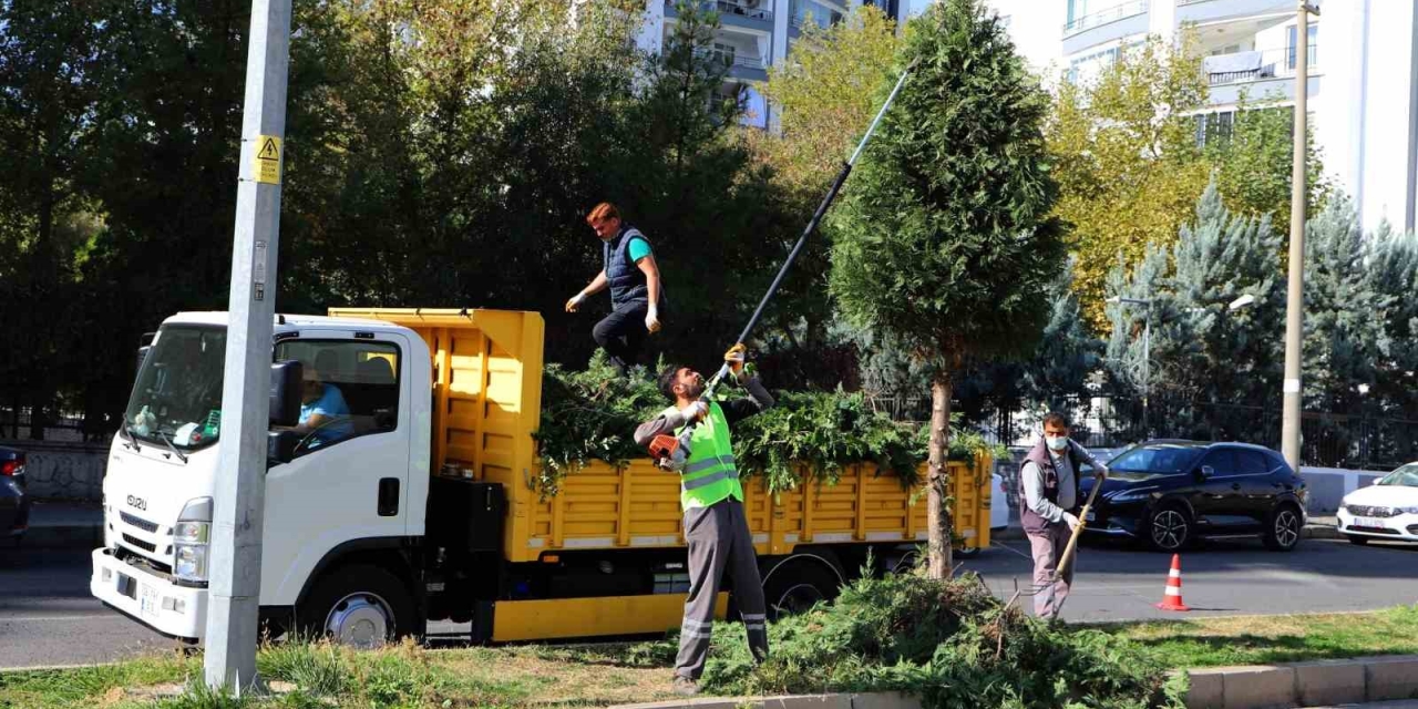 Kent Genelinde Ağaç Budama Çalışmaları Başladı