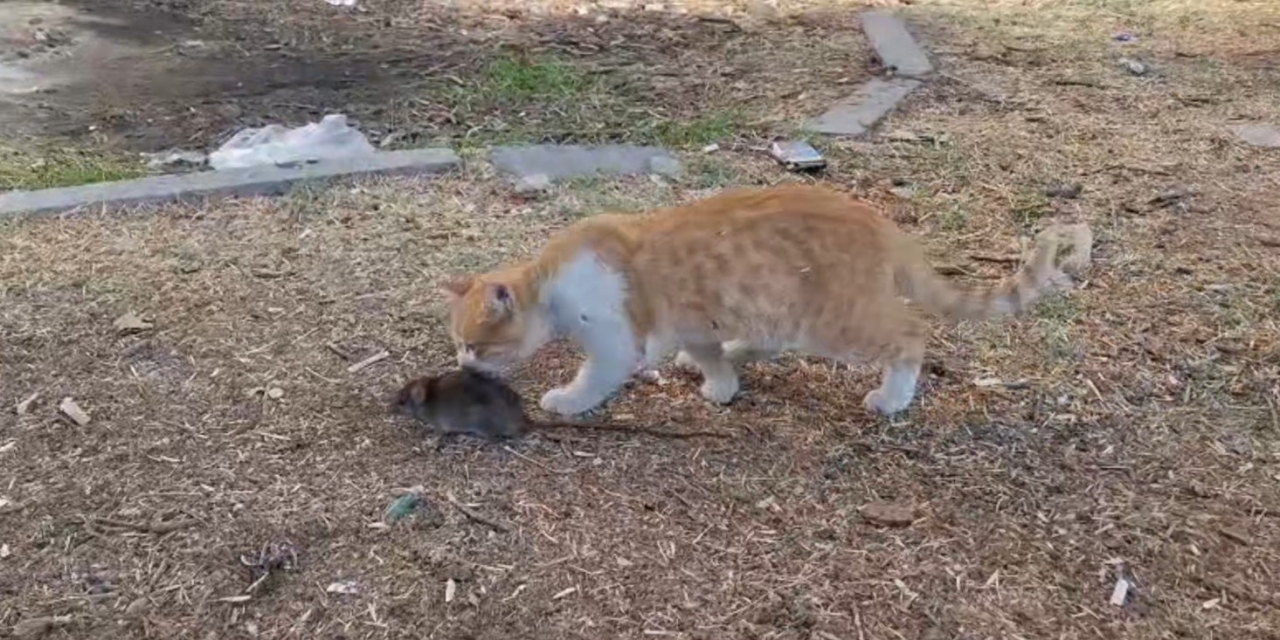 Kedi İle Farenin Dostluğu Şaşırttı