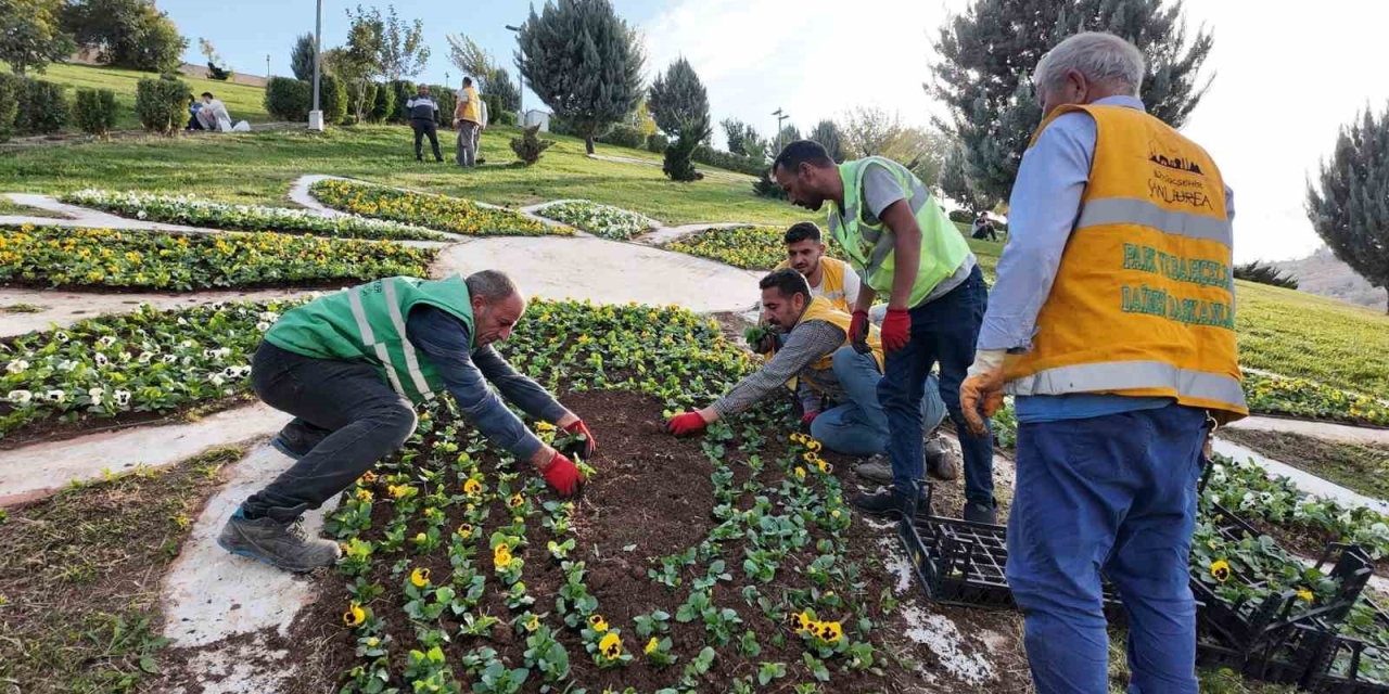 Şanlıurfa’da 400 Bin Çiçek Toprakla Buluşuyor