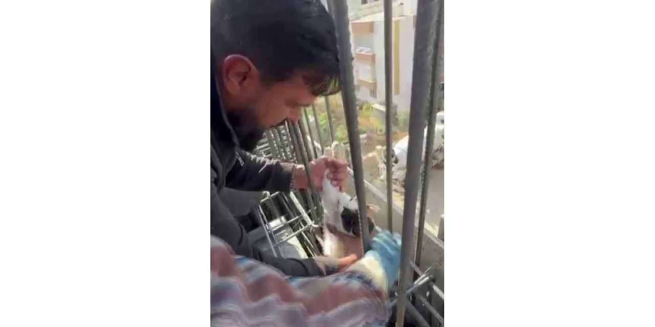 Kedi, Dökülen Betonun Altında Kalmaktan Son Anda Kurtarıldı