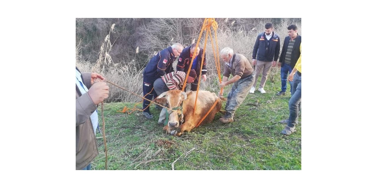 Dereye Düşen İnek Kurtarıldı
