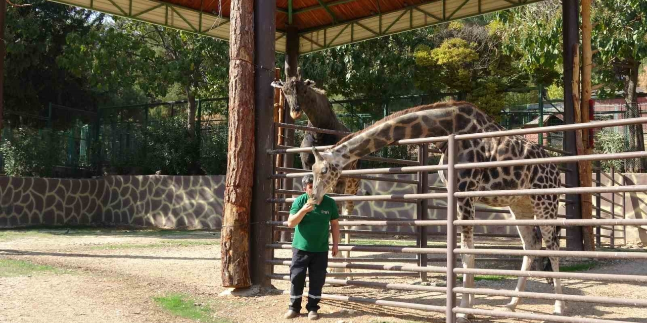 Zürafalar İle Bakıcılarının Dostluğu Şaşırtıyor