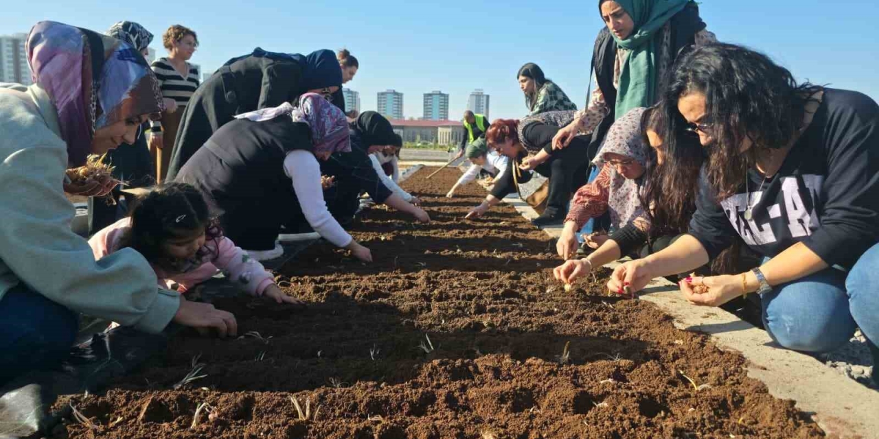 Tıbbi Ve Aromatik Bitkiler Atölyesinde Safran Ekimi