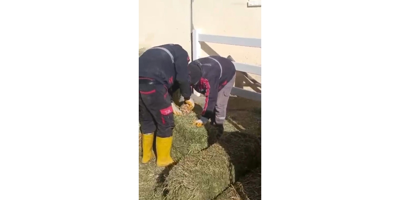 Tjk Şanlıurfa Hara Ve Aşım İstasyonu’nda Skandal Görüntüler