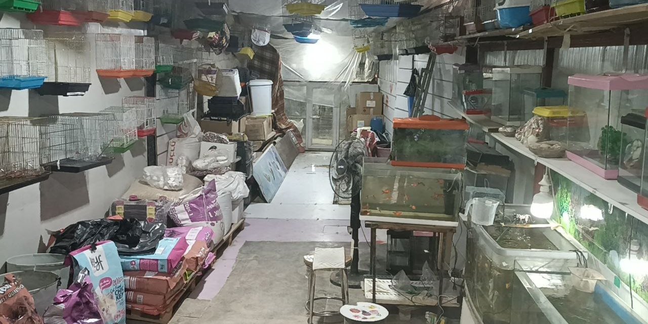 Petshopa Taşlı Soygun: 9 Papağanı Çaldılar!