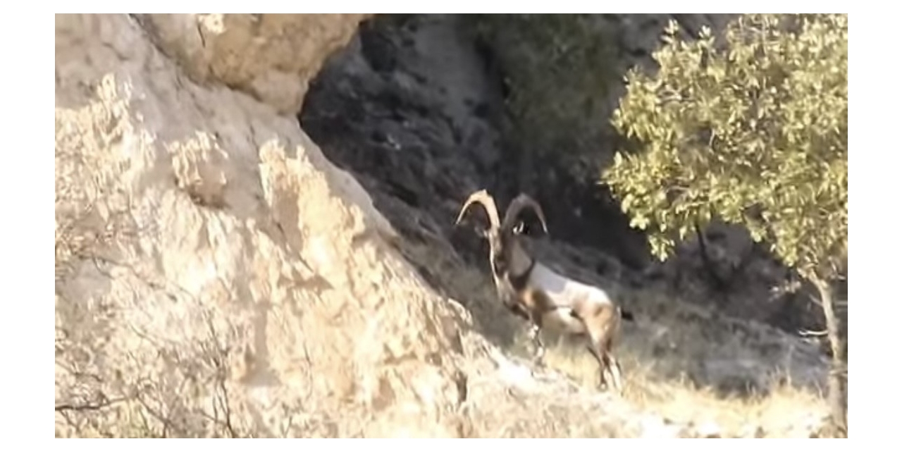 Diyarbakır’da Koruma Altındaki Dağ Keçileri Görüntülendi