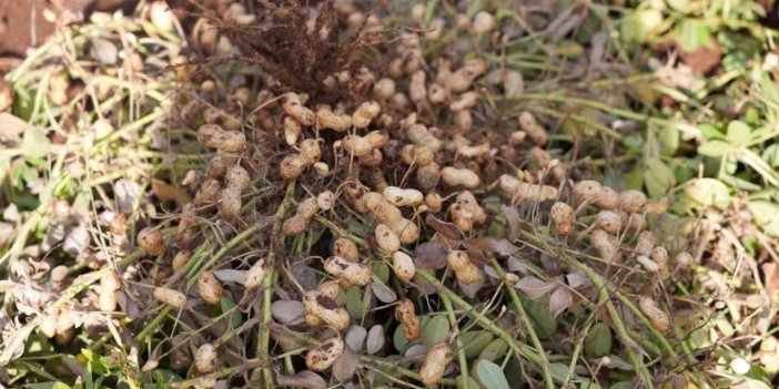 Adıyaman’da Yer Fıstığı Hamlesi