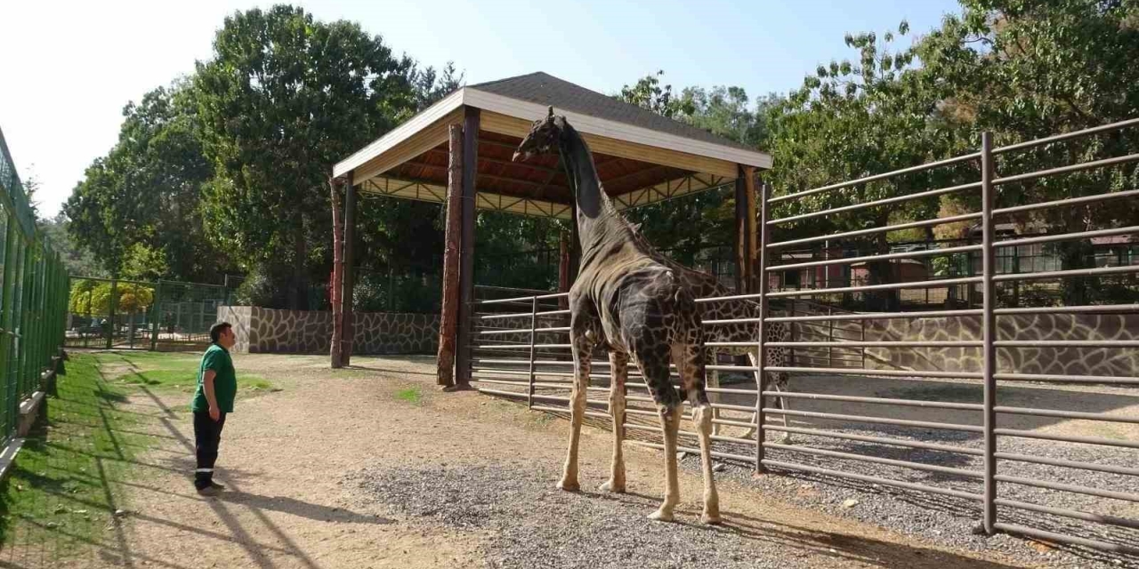 Gaziantep Doğal Yaşam Parkı’nın Maskotu Zürafa Öldü