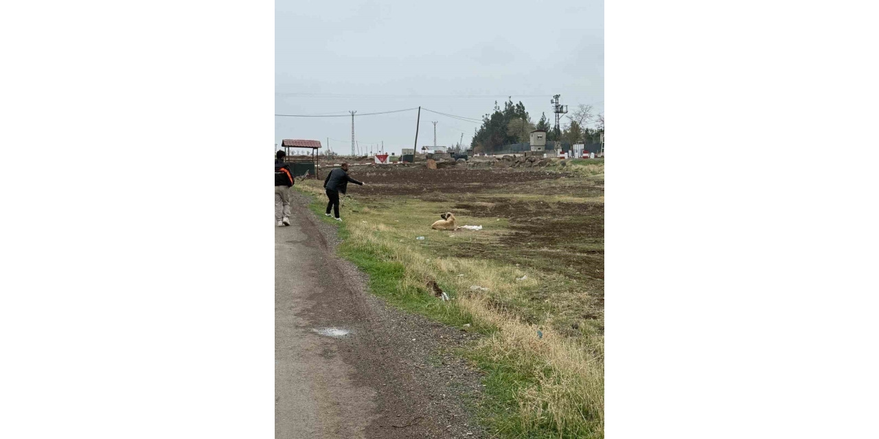 Diyarbakır’da Sokak Hayvanlarına Kuduz Aşısı Uygulandı