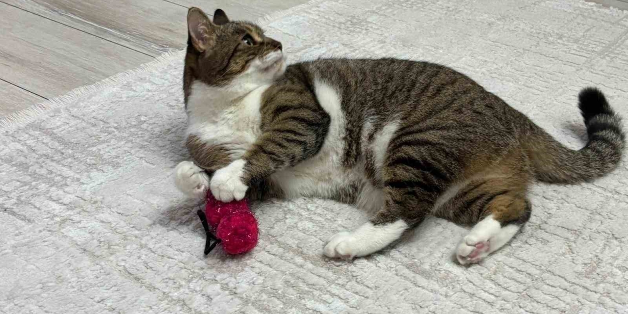 Uzmandan Evcil Hayvanlarda Aşı Uyarısı