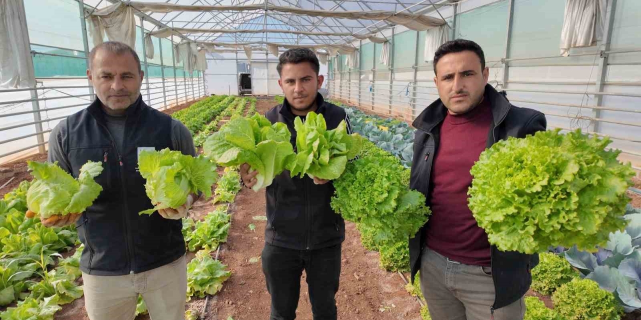 Büyükşehir Belediyesi Seralarında Kışlık Sebze Hasadı Başladı