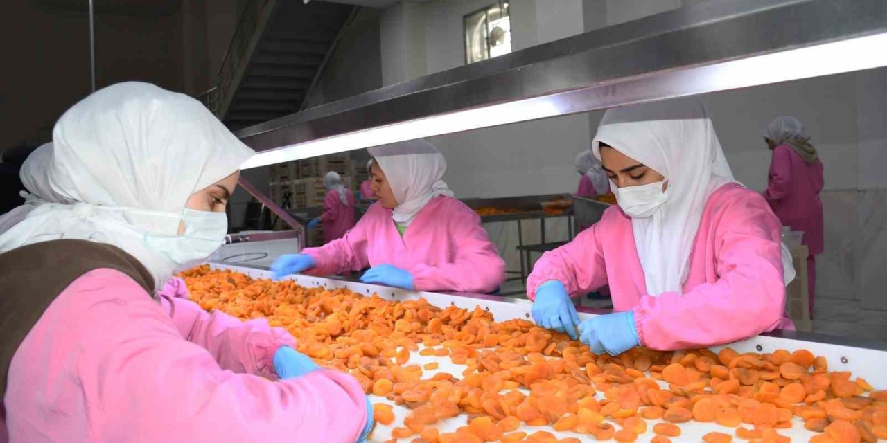 Malatya’da Kuru Kayısıda 11 Ayda 275 Milyon Dolar Gelir Elde Edildi