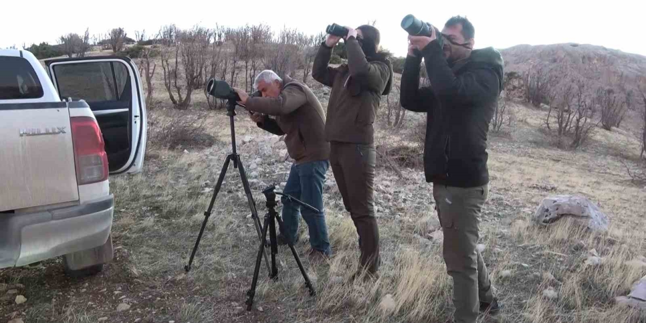 Adıyaman’da Yaban Keçileri Tek Tek Sayılıyor