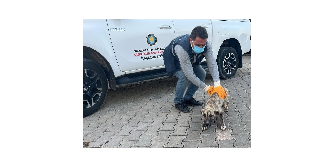 Dbb Hayvan Bakımevi 2025’te 10 Bini Aşkın İhbara Müdahale Etti