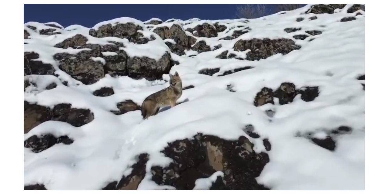 Karlı Dağlık Alanda Yiyecek Arayan Kurt Dronla Görüntülendi