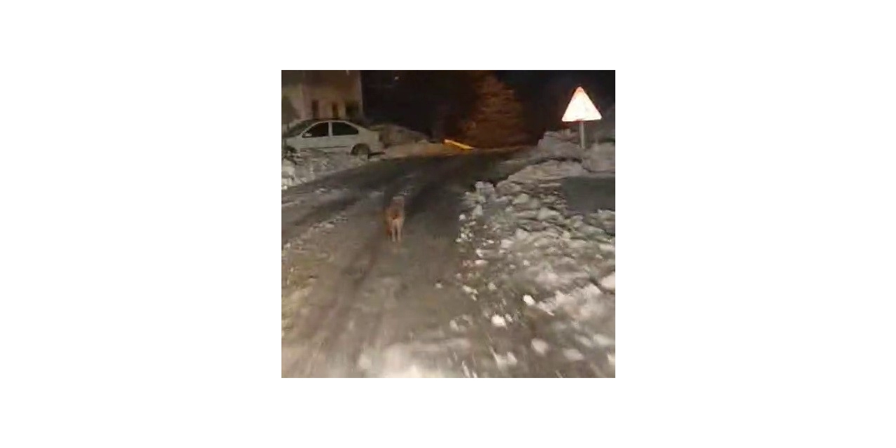 Sincik’te Kurt Köy Merkezine İndi