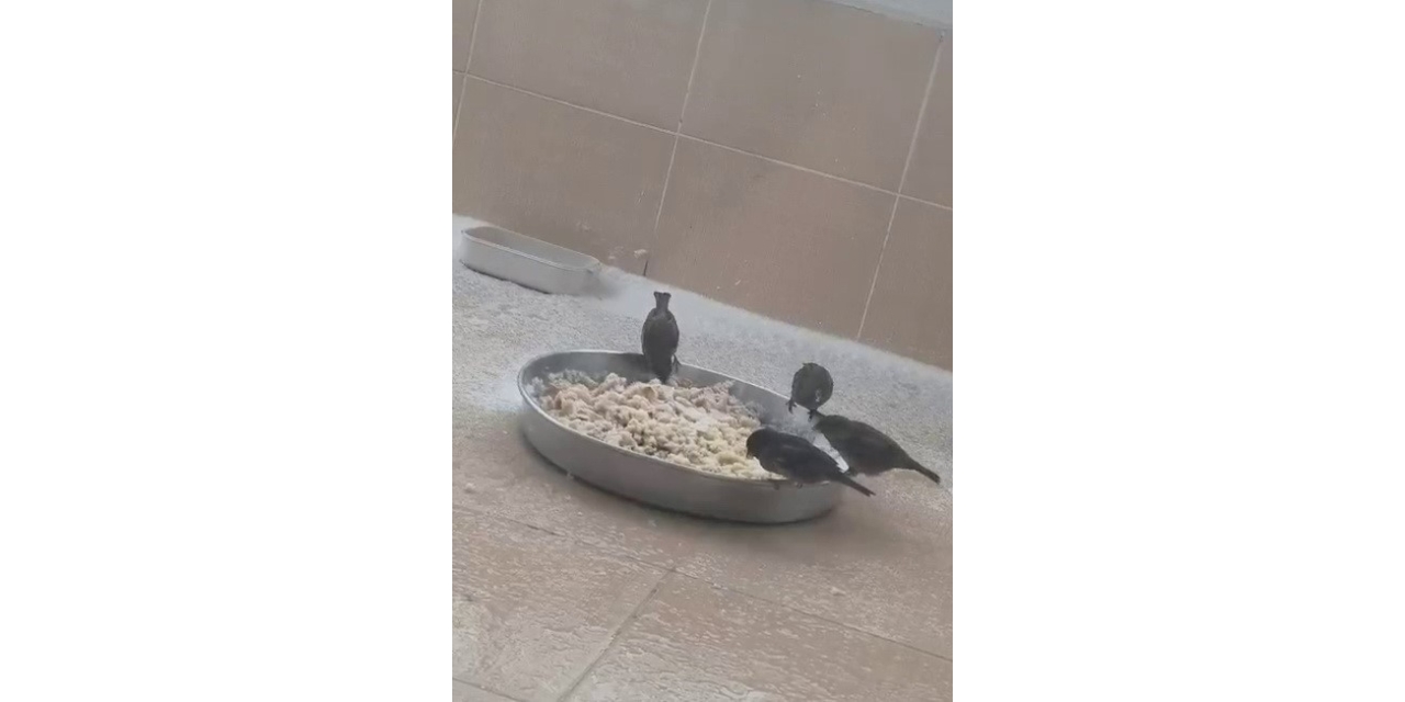 Adıyamanlılar Sokak Hayvanlarını Unutmadı