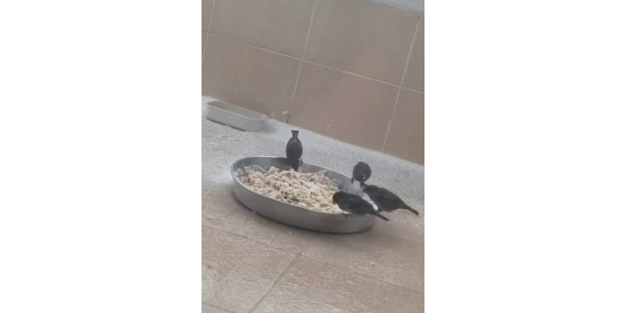 Adıyamanlılar Sokak Hayvanlarını Unutmadı