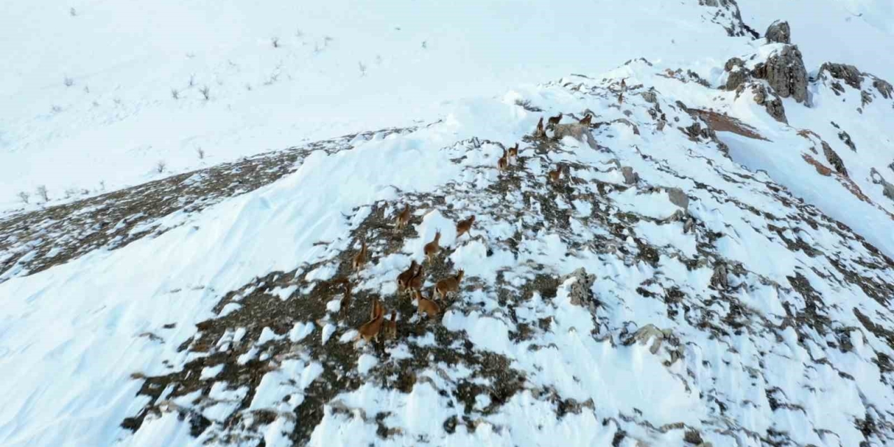 Adıyaman’da Yaban Keçileri Havadan Görüntülendi