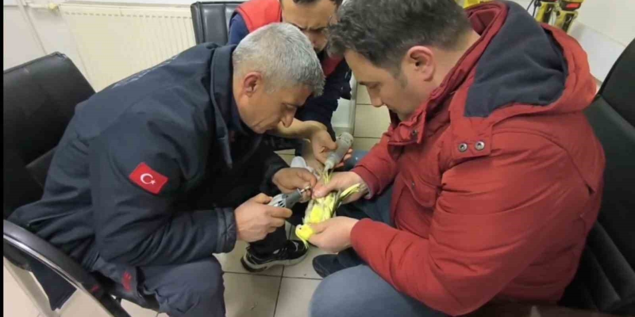 Şanlıurfa’da Papağanın Ayağına Sıkışan Halhal İtfaiye Ekiplerinin Operasyonuyla Çıkarıldı