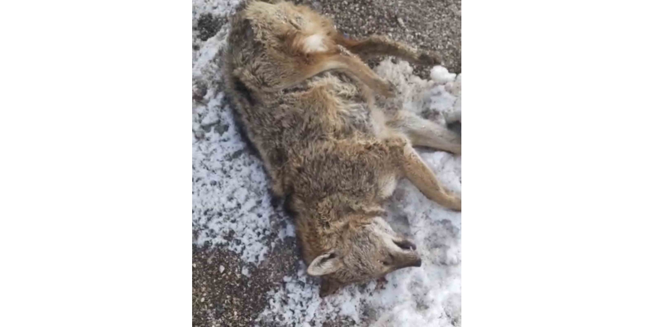 Aracın Çarptığı Kurt Telef Oldu