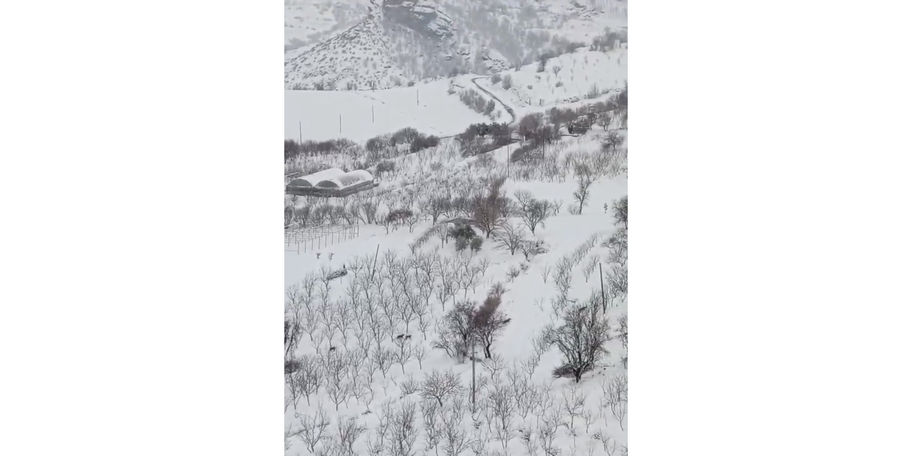 Diyarbakır’da Aç Kalan Kurt Sürüsü Yerleşim Yerine İndi