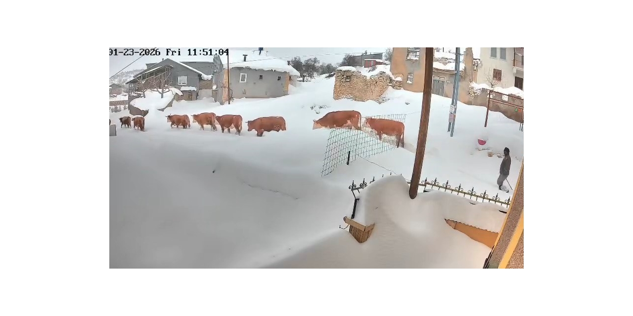 Malatya’da Büyükbaş Hayvanların Karla Mücadelesi Görüntülendi