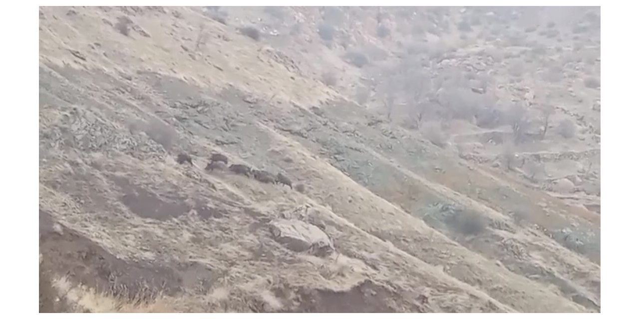 Diyarbakır’da Domuz Sürüsü Görüntülendi