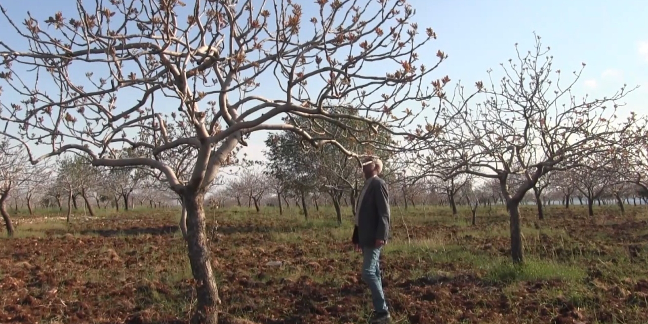 Şanlıurfa’da Yoğun Kar Yağışları Çiftçinin Yüzünü Güldürdü