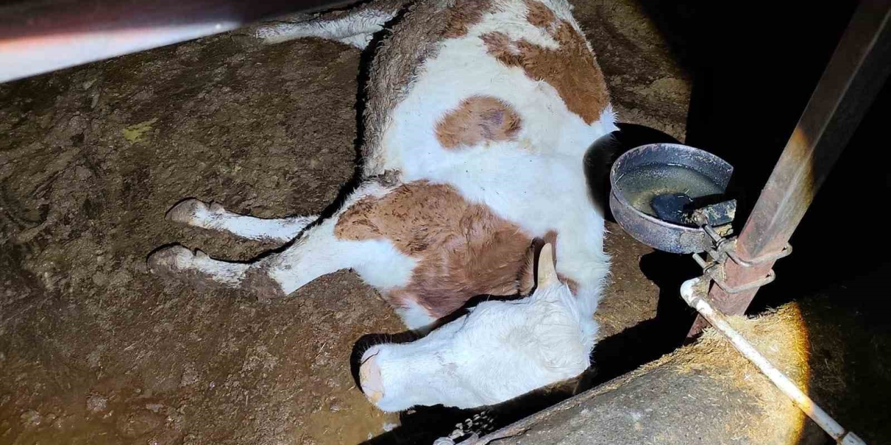 Elektrik Kaçağı 8 Büyükbaş Hayvanı Telef Etti