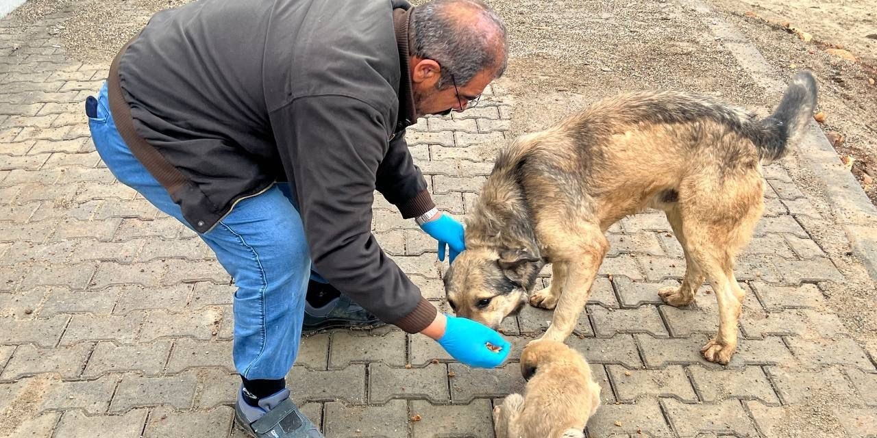 Yemek Artıkları Mamaya Dönüşüyor