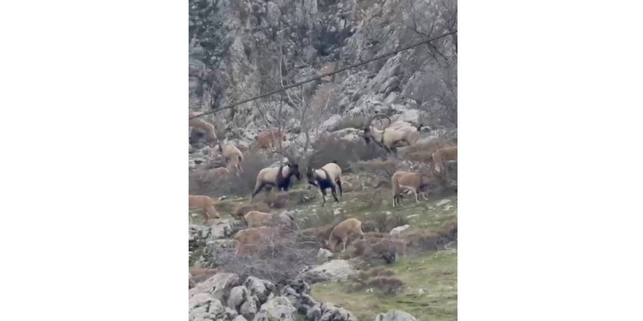 Sincik Boğazına Dağ Keçileri İndi