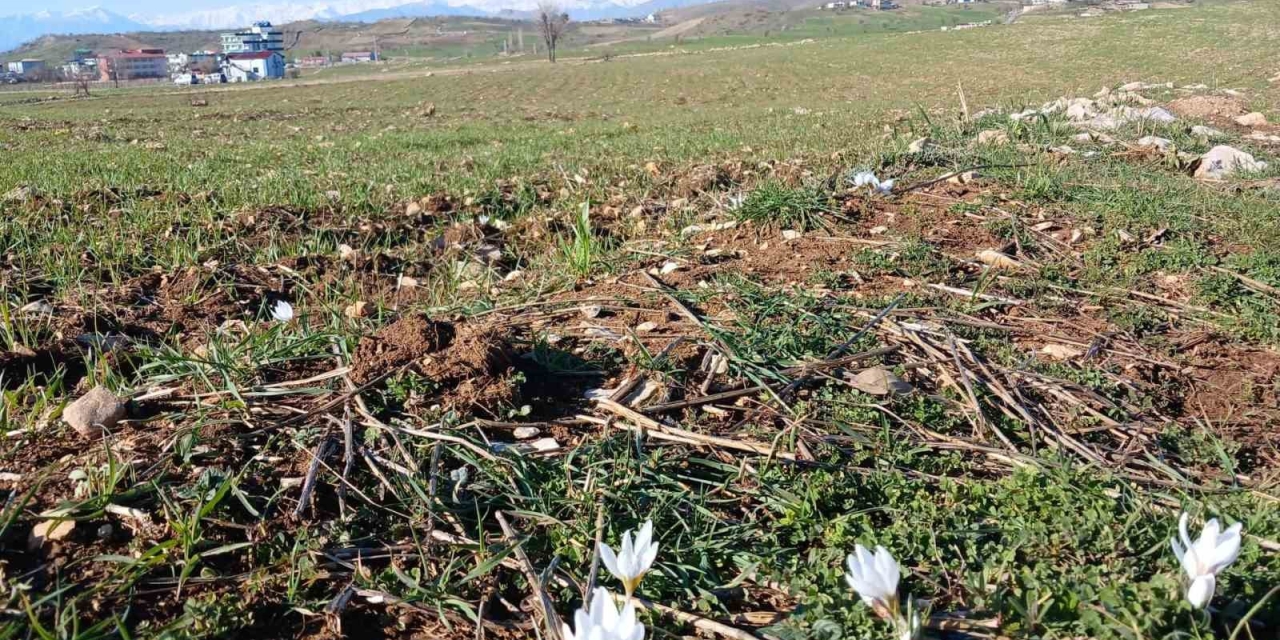 Kulp’ta Baharın Habercisi Çiğdemler Açtı