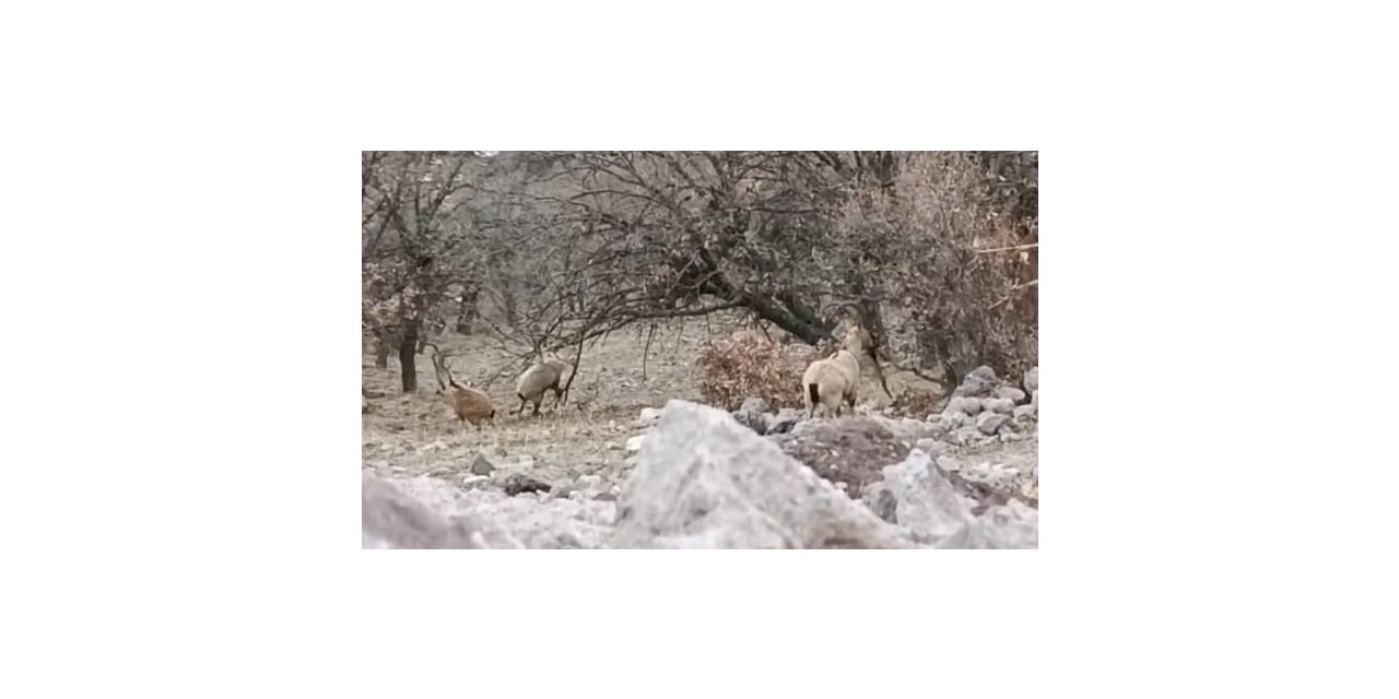 Malatya’da Sürü Halindeki Yaban Keçileri Görüntülendi