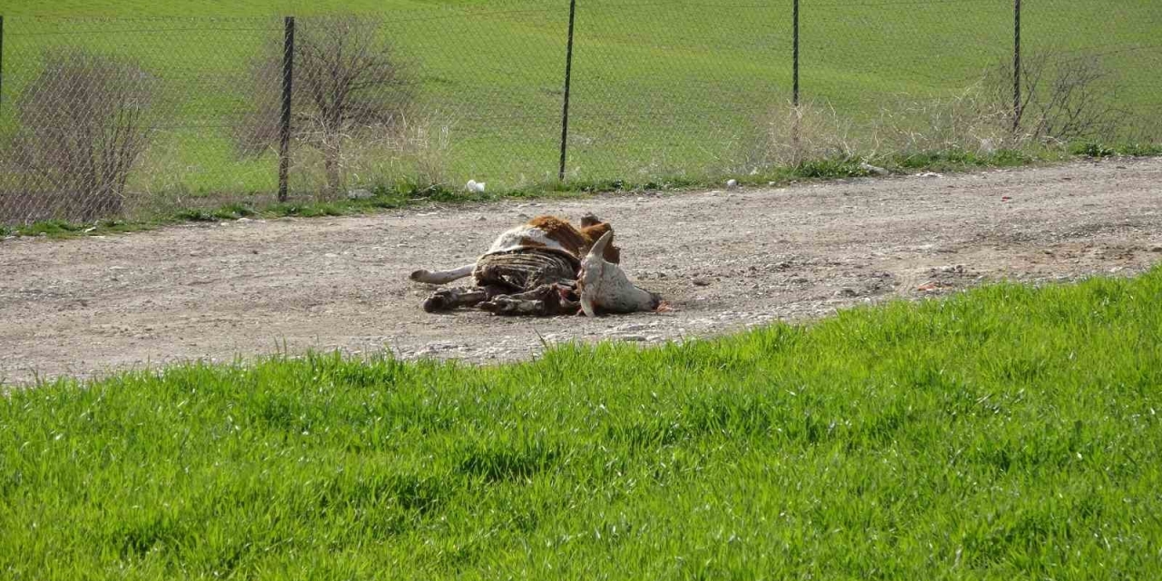 Baraj İçerisine Ve Ulu Orta Atılan Büyükbaş Hayvan Leşleri Pes Dedirtti