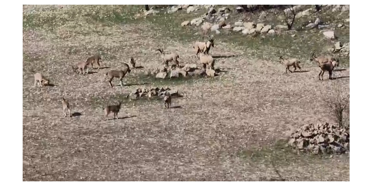 Zarar Vermenin Cezası 940 Bin Lira: Diyarbakır’da Sürü Halinde Görüntülendi