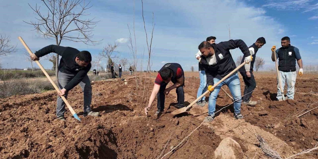 Şanlıurfa Büyükşehir Belediyesi’nden 20 Bin Çınarlık Yeşil Hamle
