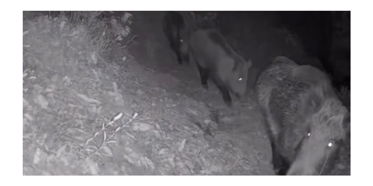 Diyarbakır’da Yaban Hayvanları Foto Kapana Yakalandı