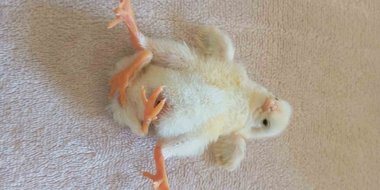 Diyarbakır’da Dört Ayaklı Civciv Şaşırttı