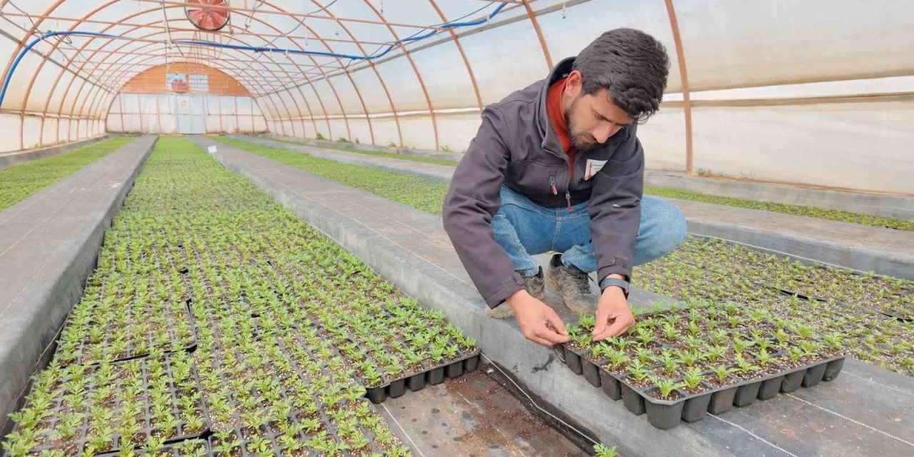 Şanlıurfa’da Seralarda 400 Bin Yazlık Çiçek Üretiliyor