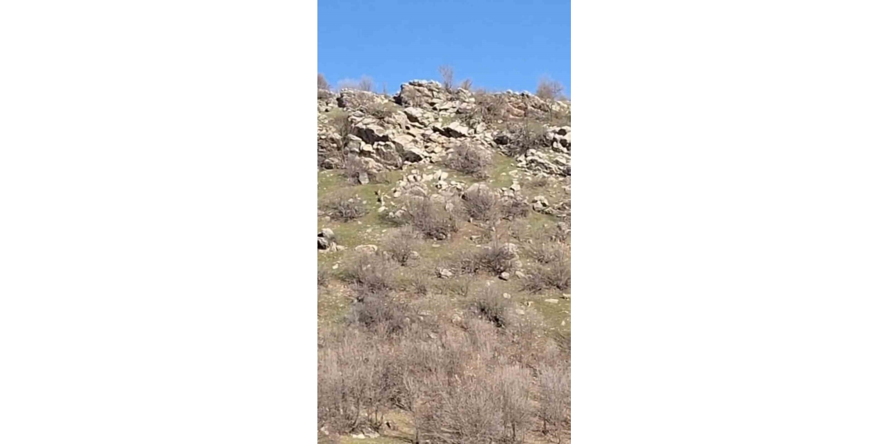 Diyarbakır’da Sürü Halinde Dağ Keçileri Görüntülendi