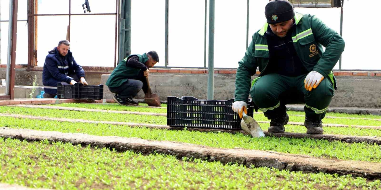 Diyarbakır’a 2 Milyon Çin Karanfili Ekilecek