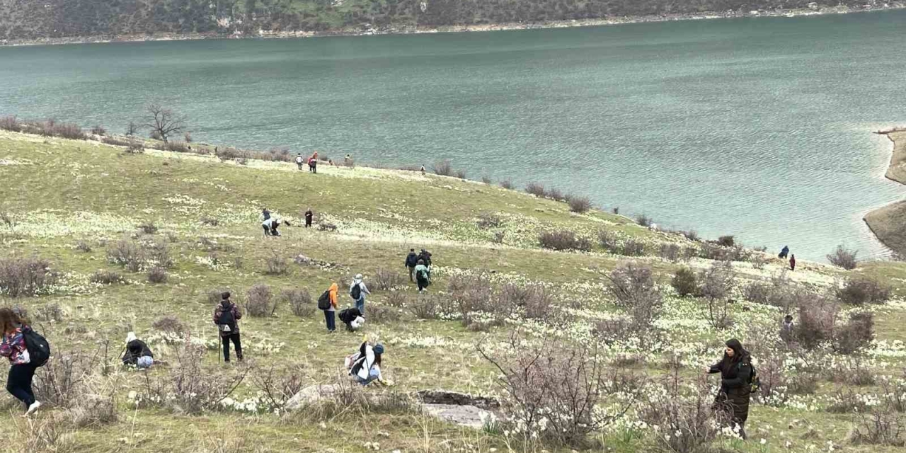 Bahar Çiçeği Nergisler Doğaseverlerin İlgi Odağı Oldu