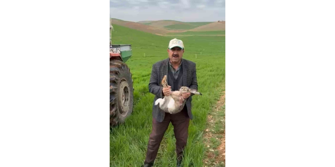 Diyarbakırlı Çiftçi, Tarlada Yakaladığı Gebe Tavşanı Yaşam Alanına Bıraktı