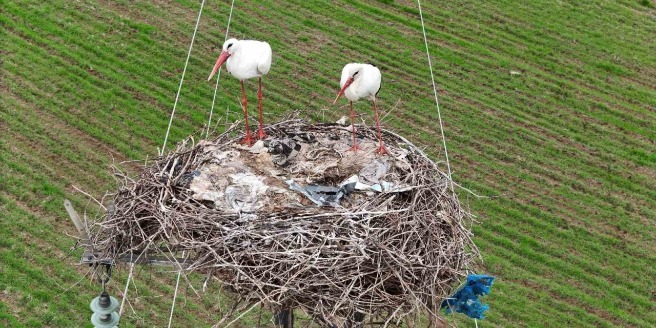 Binlerce Kilometre Mesafe Kateden Leylekler Yuvalarını Diyarbakır’da Kuruyor