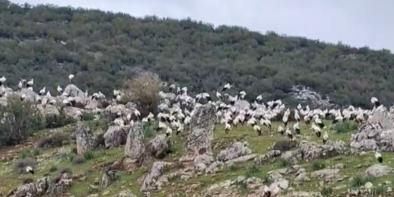 İslahiye’de Leylek Akını